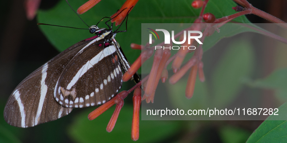 Heliconius charithonia, the zebra longwing or zebra heliconian, is a species of butterfly belonging to the subfamily Heliconiinae of the fam...