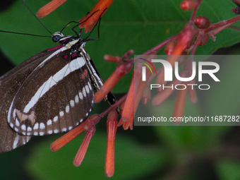 Heliconius charithonia, the zebra longwing or zebra heliconian, is a species of butterfly belonging to the subfamily Heliconiinae of the fam...