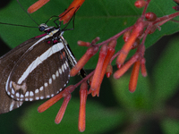 Heliconius charithonia, the zebra longwing or zebra heliconian, is a species of butterfly belonging to the subfamily Heliconiinae of the fam...