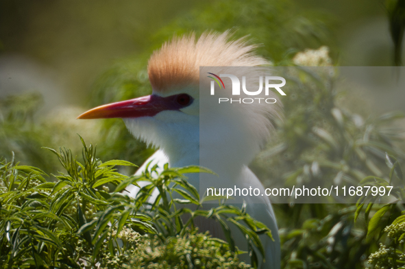 Originally viewed as an invasive species, the cattle egret takes a strong foothold in the United States 