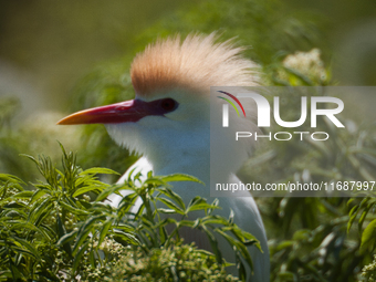 Originally viewed as an invasive species, the cattle egret takes a strong foothold in the United States (