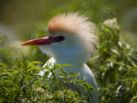 Originally viewed as an invasive species, the cattle egret takes a strong foothold in the United States (