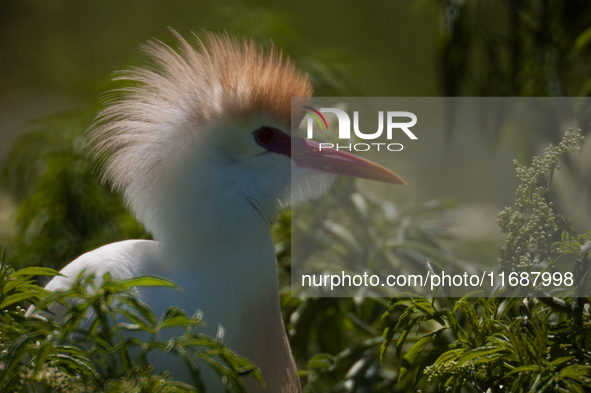 Originally viewed as an invasive species, the cattle egret takes a strong foothold in the United States 