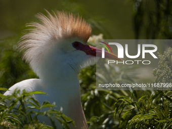 Originally viewed as an invasive species, the cattle egret takes a strong foothold in the United States (