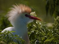 Originally viewed as an invasive species, the cattle egret takes a strong foothold in the United States (