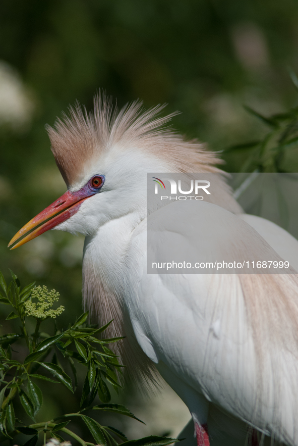 Originally viewed as an invasive species, the cattle egret takes a strong foothold in the United States 