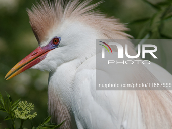 Originally viewed as an invasive species, the cattle egret takes a strong foothold in the United States (