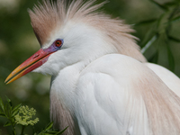 Originally viewed as an invasive species, the cattle egret takes a strong foothold in the United States (