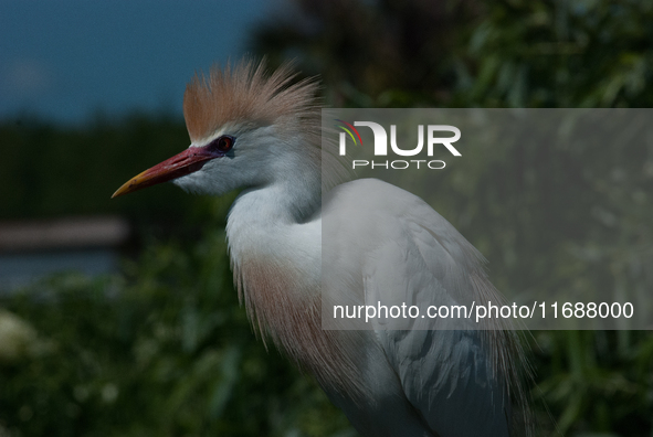 Originally viewed as an invasive species, the cattle egret takes a strong foothold in the United States 