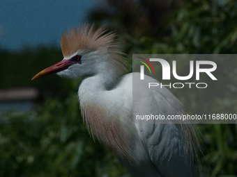 Originally viewed as an invasive species, the cattle egret takes a strong foothold in the United States (