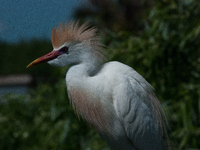 Originally viewed as an invasive species, the cattle egret takes a strong foothold in the United States (