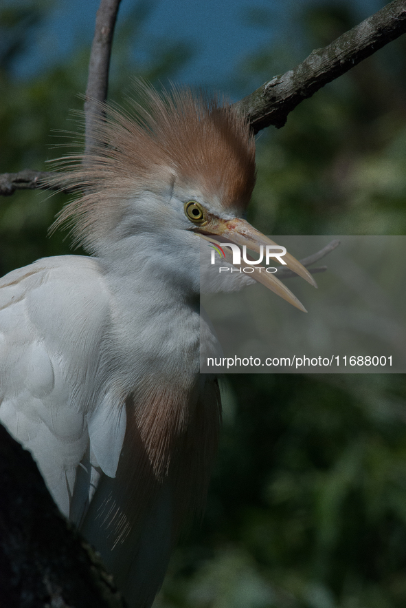 Originally viewed as an invasive species, the cattle egret takes a strong foothold in the United States 