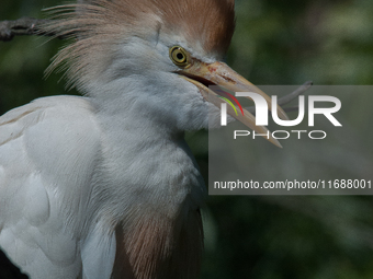 Originally viewed as an invasive species, the cattle egret takes a strong foothold in the United States (