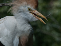 Originally viewed as an invasive species, the cattle egret takes a strong foothold in the United States (