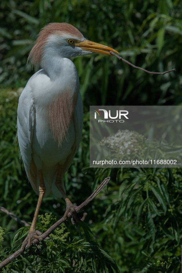 Originally viewed as an invasive species, the cattle egret takes a strong foothold in the United States 