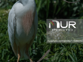 Originally viewed as an invasive species, the cattle egret takes a strong foothold in the United States (