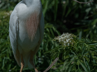 Originally viewed as an invasive species, the cattle egret takes a strong foothold in the United States (