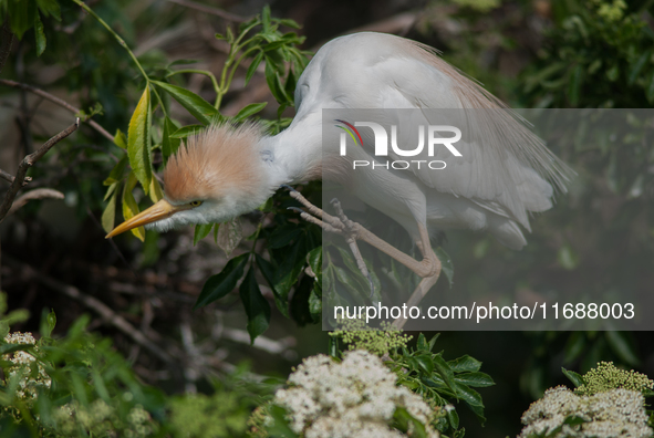 Originally viewed as an invasive species, the cattle egret takes a strong foothold in the United States 