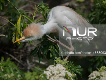 Originally viewed as an invasive species, the cattle egret takes a strong foothold in the United States (