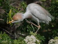 Originally viewed as an invasive species, the cattle egret takes a strong foothold in the United States (