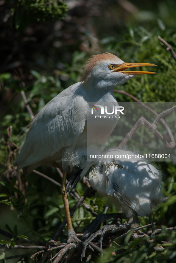 Originally viewed as an invasive species, the cattle egret takes a strong foothold in the United States 