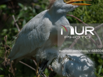 Originally viewed as an invasive species, the cattle egret takes a strong foothold in the United States (