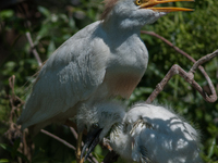 Originally viewed as an invasive species, the cattle egret takes a strong foothold in the United States (