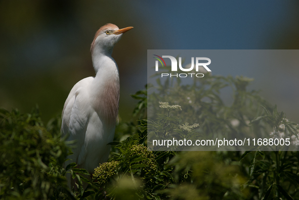 Originally viewed as an invasive species, the cattle egret takes a strong foothold in the United States 