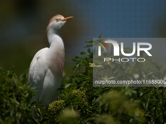 Originally viewed as an invasive species, the cattle egret takes a strong foothold in the United States (