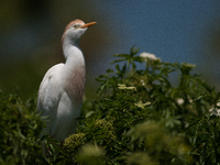 Originally viewed as an invasive species, the cattle egret takes a strong foothold in the United States (