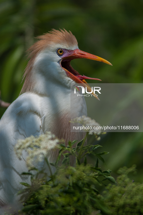 Originally viewed as an invasive species, the cattle egret takes a strong foothold in the United States 