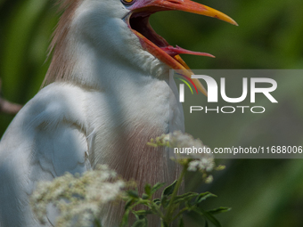 Originally viewed as an invasive species, the cattle egret takes a strong foothold in the United States (