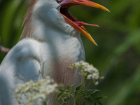 Originally viewed as an invasive species, the cattle egret takes a strong foothold in the United States (