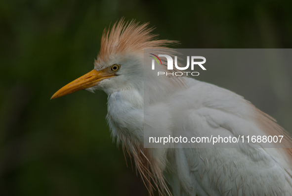 Originally viewed as an invasive species, the cattle egret takes a strong foothold in the United States 