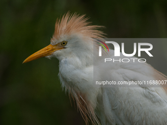 Originally viewed as an invasive species, the cattle egret takes a strong foothold in the United States (