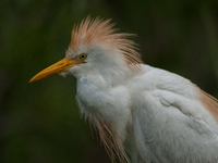 Originally viewed as an invasive species, the cattle egret takes a strong foothold in the United States (