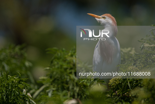 Originally viewed as an invasive species, the cattle egret takes a strong foothold in the United States 