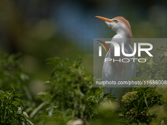 Originally viewed as an invasive species, the cattle egret takes a strong foothold in the United States (