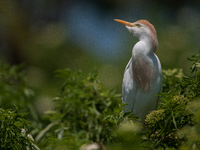 Originally viewed as an invasive species, the cattle egret takes a strong foothold in the United States (