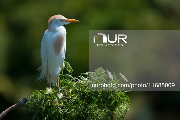 Originally viewed as an invasive species, the cattle egret takes a strong foothold in the United States 