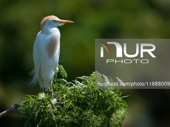 Originally viewed as an invasive species, the cattle egret takes a strong foothold in the United States (