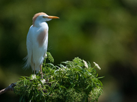 Originally viewed as an invasive species, the cattle egret takes a strong foothold in the United States (