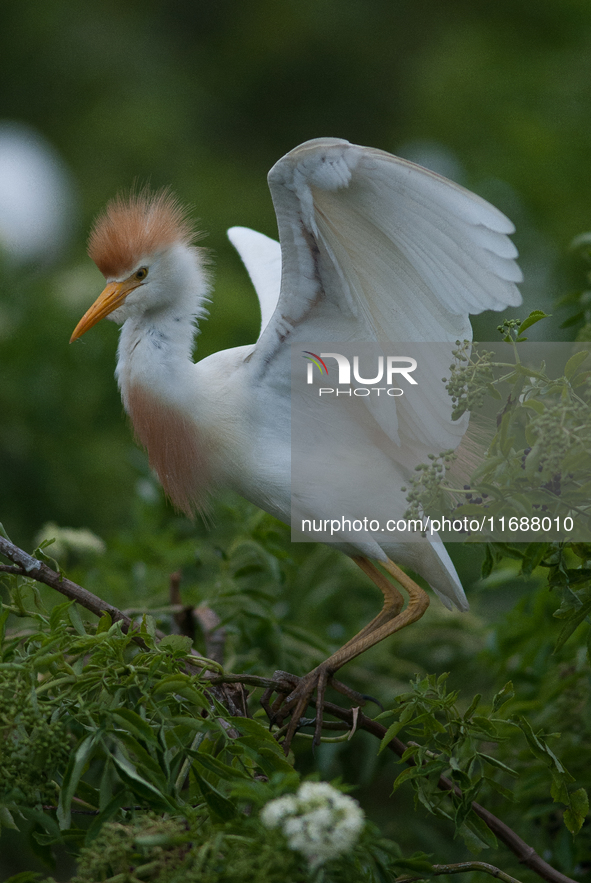 Originally viewed as an invasive species, the cattle egret takes a strong foothold in the United States 