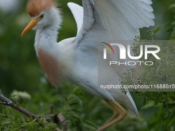 Originally viewed as an invasive species, the cattle egret takes a strong foothold in the United States (