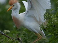 Originally viewed as an invasive species, the cattle egret takes a strong foothold in the United States (