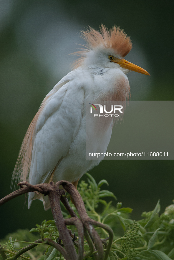 Originally viewed as an invasive species, the cattle egret takes a strong foothold in the United States 