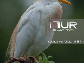 Originally viewed as an invasive species, the cattle egret takes a strong foothold in the United States (