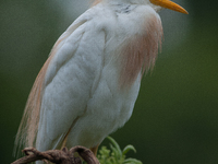 Originally viewed as an invasive species, the cattle egret takes a strong foothold in the United States (