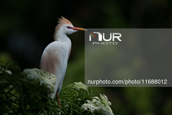 Originally viewed as an invasive species, the cattle egret takes a strong foothold in the United States 