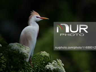 Originally viewed as an invasive species, the cattle egret takes a strong foothold in the United States (